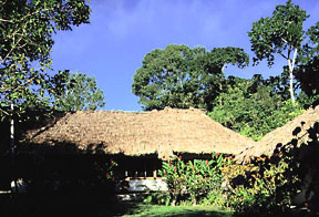 Jungle Lodge