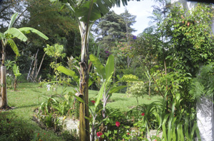 FLAAR's garden