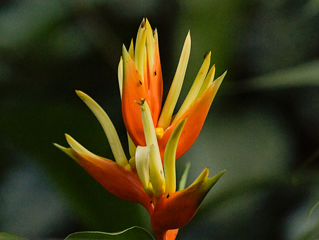 Heliconia Aurantiaca, Finca Don Benjamin Cimarron, Izabal, Guatemala.