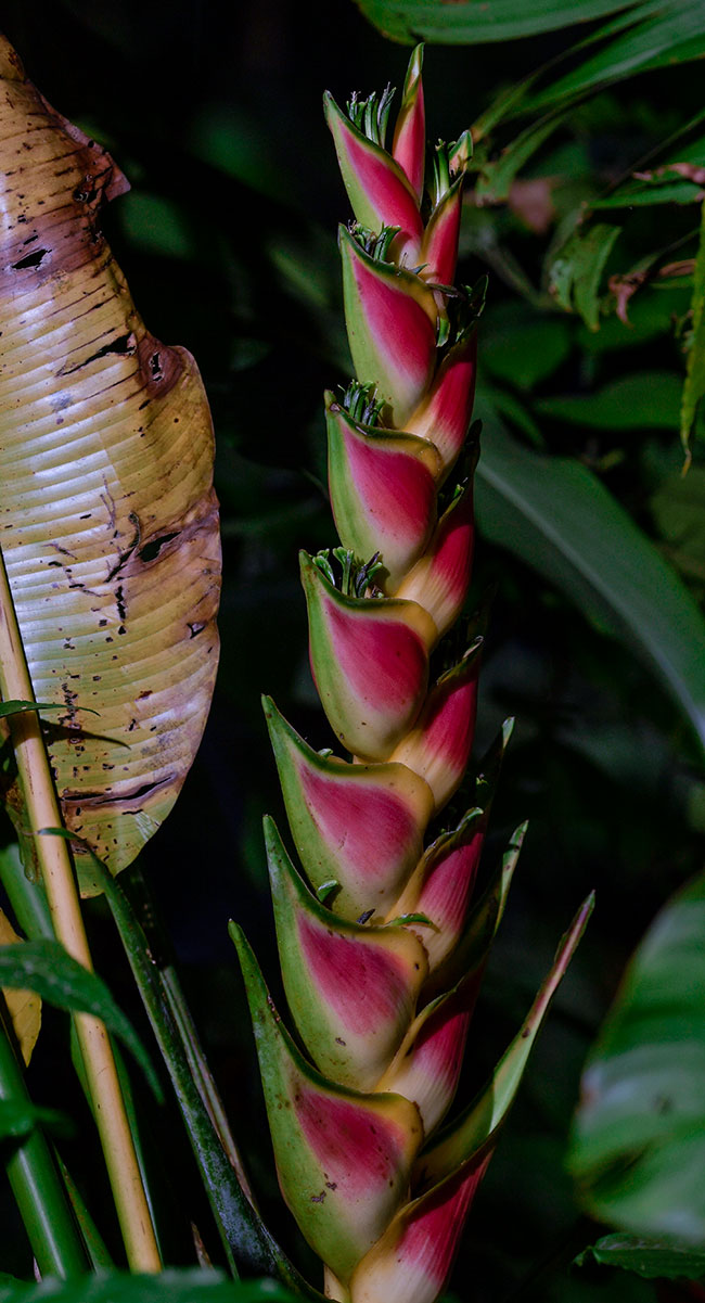 Heliconia Champneiana, Finca Don Benjamin Cimarron, Izabal, Guatemala.