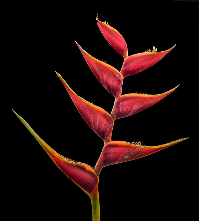 Heliconia collinsiana grown at the ethnobotanical research garden of FLAAR Mesoamerica, Guatemala city