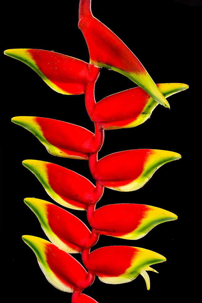 Heliconia collinsiana grown at the ethnobotanical research garden of FLAAR Mesoamerica, Guatemala city