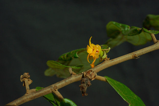 Theobroma Angustifolium