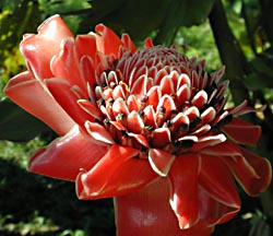 Heliconia flowers