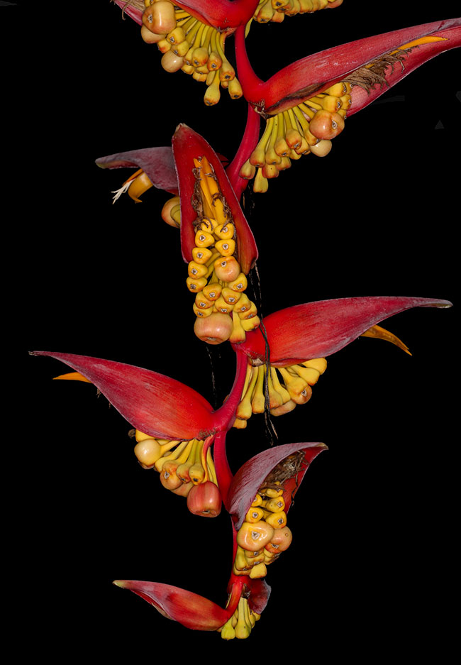 Heliconia collinsiana grown at the ethnobotanical research garden of FLAAR Mesoamerica, Guatemala city