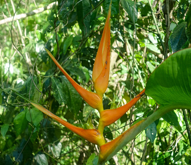 Helinconia Rostrata, Orange GGyro Macho Creek, Izabal